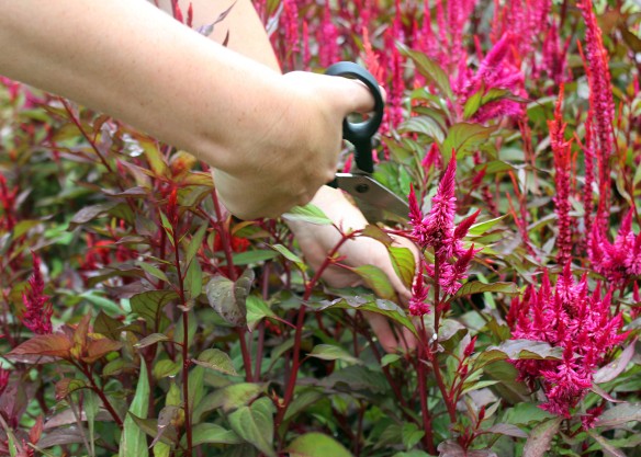A Shareholder Snips Celosia From The Pick-Your-Own Flower Field. Photo Courtesy Nicole Jean Turner.