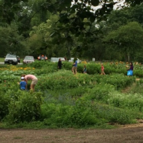 Shareholders Roam the Flowerbeds with Scissors, Working to Create the Perfect Bundle. Photo Courtesy Shelagh Dolan.